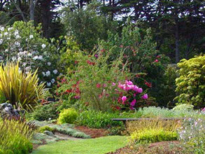 photo of the Mendocino coast Botanical Gardens.