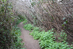 photo showing the short walking trail from our guest rooms to the ocean cliffs, Todd's Point and Pomo Bluffs.