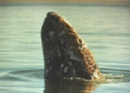 photo of a whales tail on the ocean.
