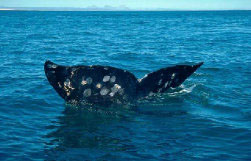 photo of a whales tail swimming in the Pacific Ocean.