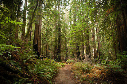 photo of the forest at Montgomery woods