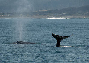 Photo of a Whales tale in the Pacific Ocean.