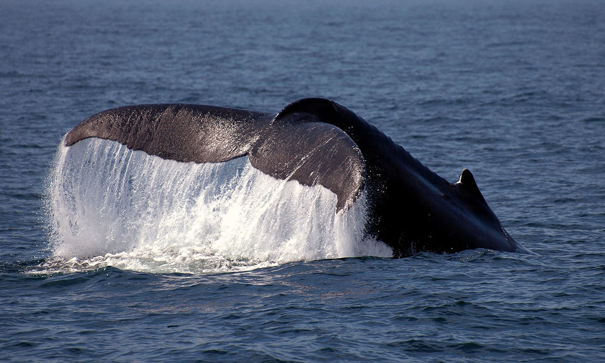 Photo of a whales tail on the Pacific Ocean. 